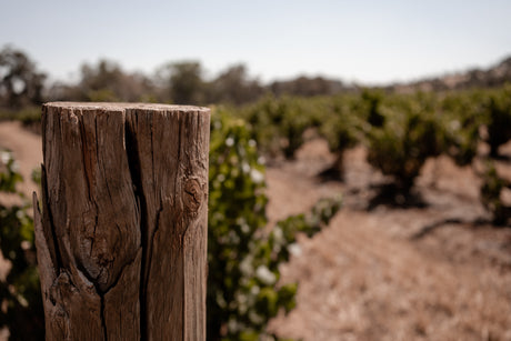 Peter Lehmann - A Legend in Australian Winemaking