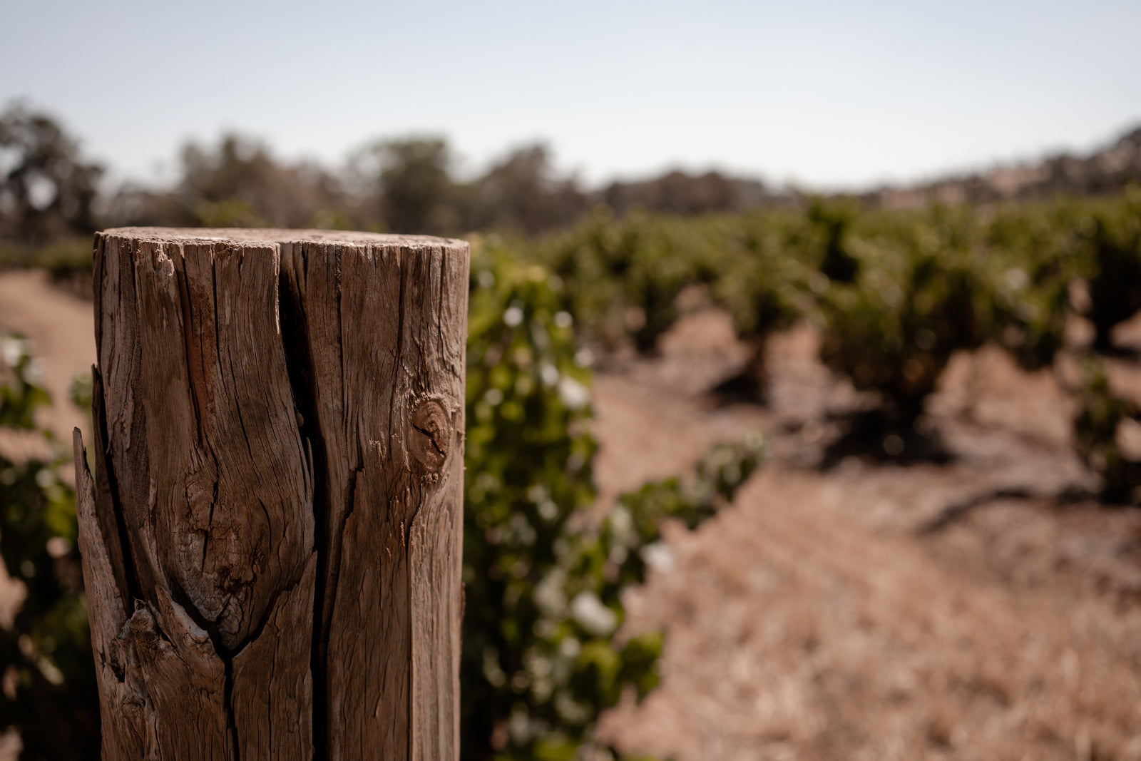 Peter Lehmann - A Legend in Australian Winemaking