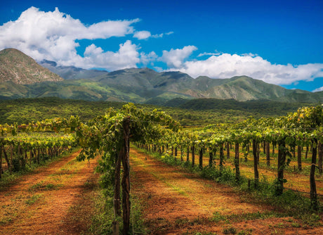 Must-Try Wine Experiences Around the World