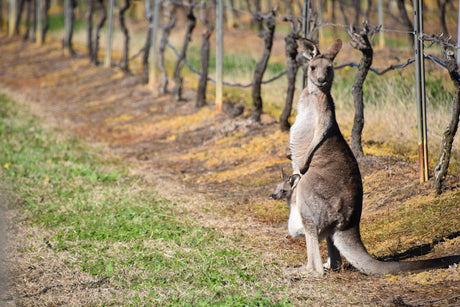 Pinot Palooza: A Stroll Through Australia's Pinot Noir Paradises