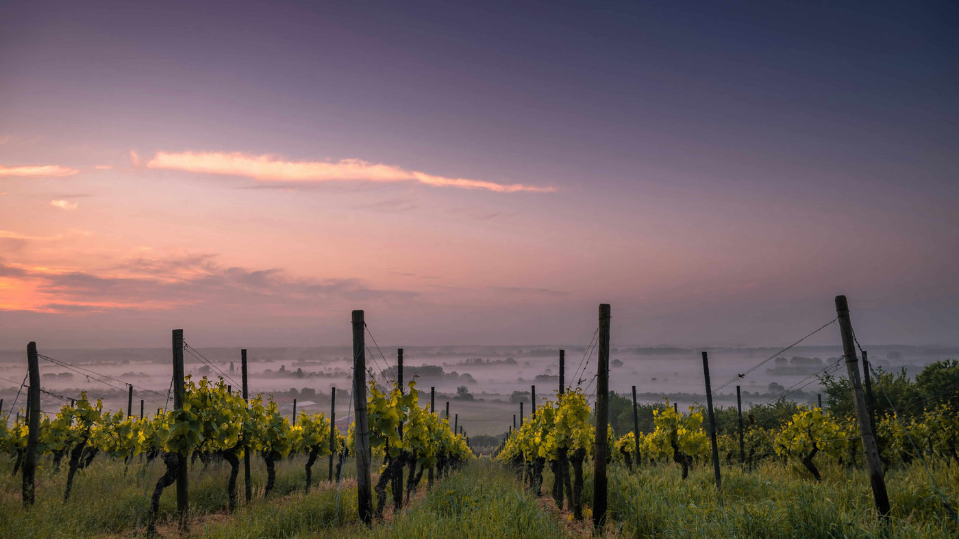 Vineyard with rows of grapevines at sunset, with a fence and misty landscape.